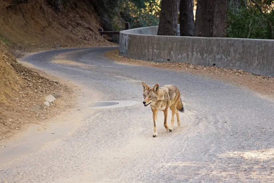 Coyote walking down paved road in Los Angeles park.